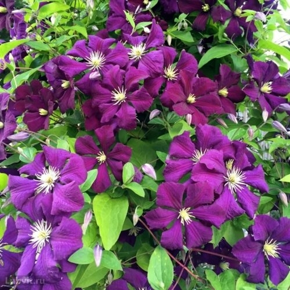 Клематис Etoile Violette (3 группа обрезки)