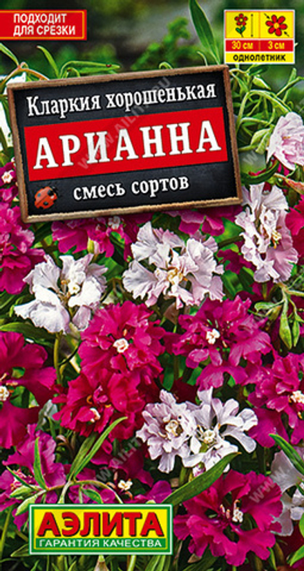 Кларкия Арианна, смесь сортов Аэлита