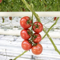 Хайку F1 семена томата индетерминантного (Rijk Zwaan / Райк Цваан)