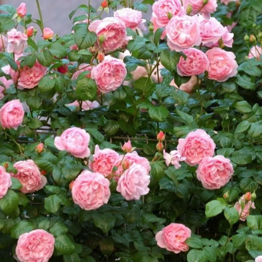 Роза Айсфогель куст Закупка М57 июнь 2026