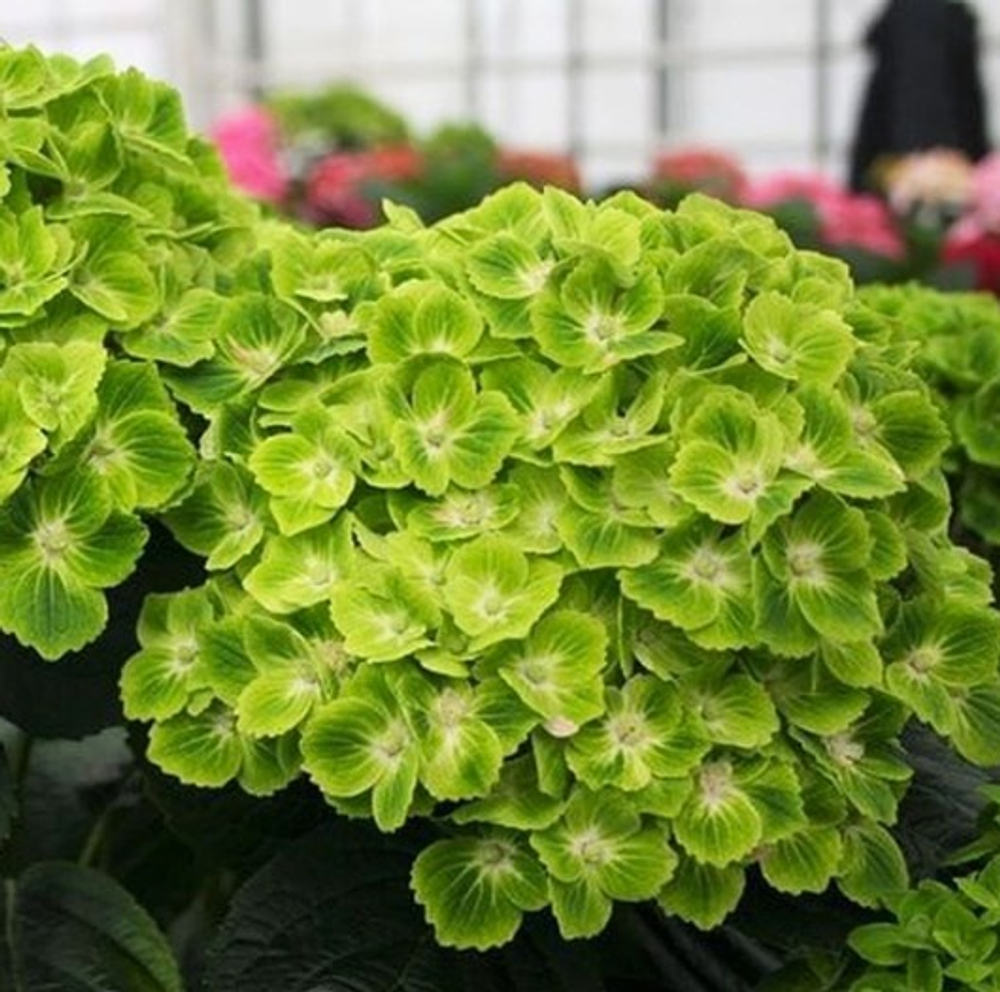 "Меджикал Грин Клауд" "Magical Green Cloud" С3