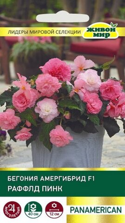 Бeгoния "ЖМ. Aмepгибpид Рaффлд F1 Пинк" 5шт, США.