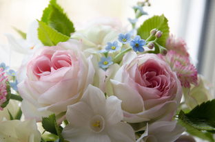 Мини роза Пьер де Ронсар