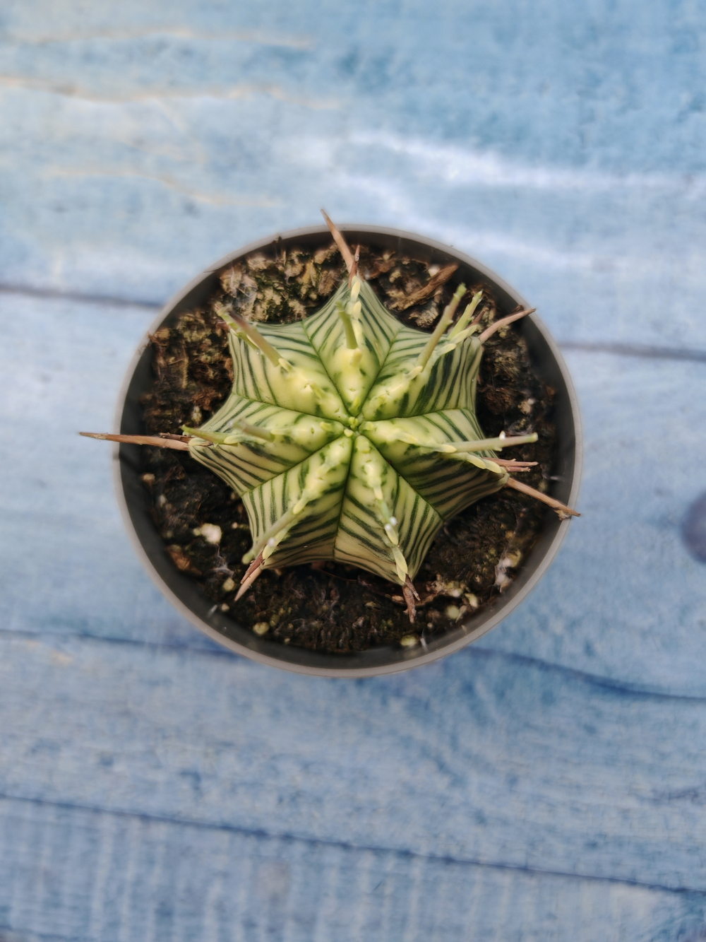 Euphorbia meloformis f. Variegated (Эуфорбия вариегатная)
