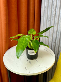 Филодендрон Доместикум, D11см Н25см, 1шт, Urban Jungle (7143)