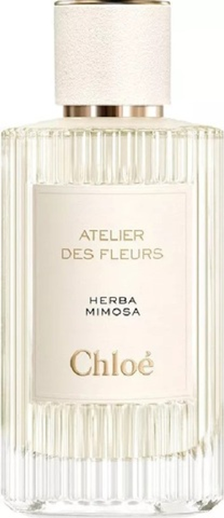 Chloe Atelier Des Fleurs Herba Mimosa