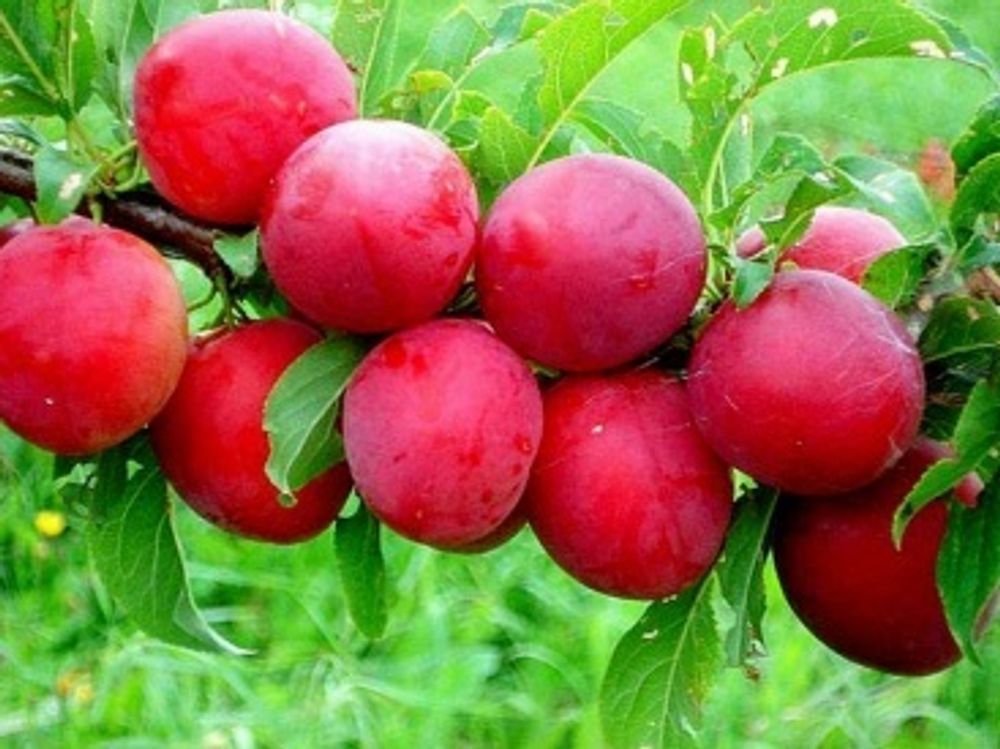 Слива китайская Красный шар