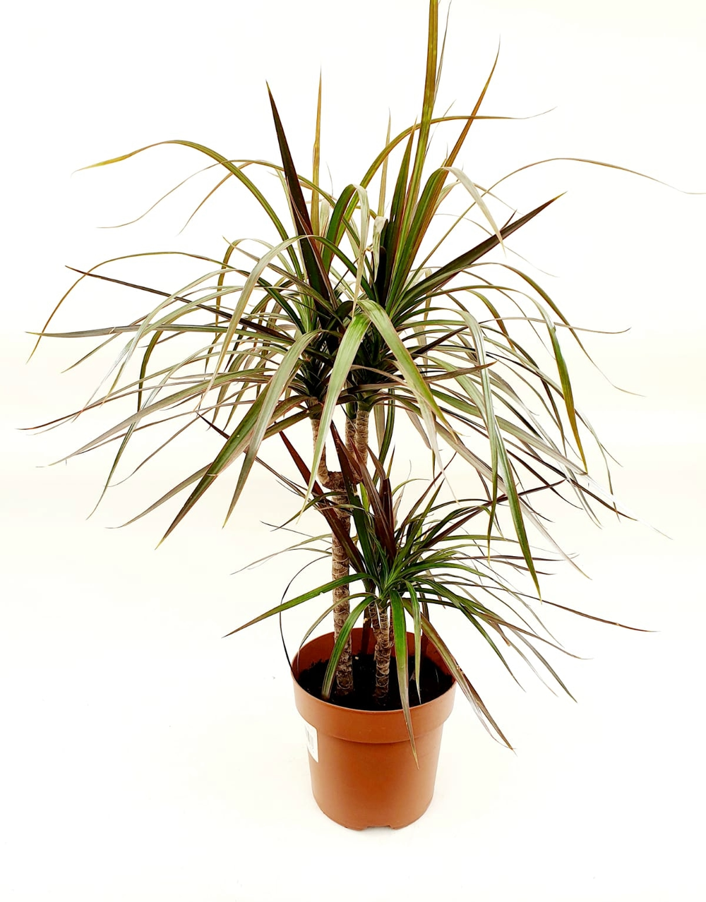 Драцена "Маргината" 2РР