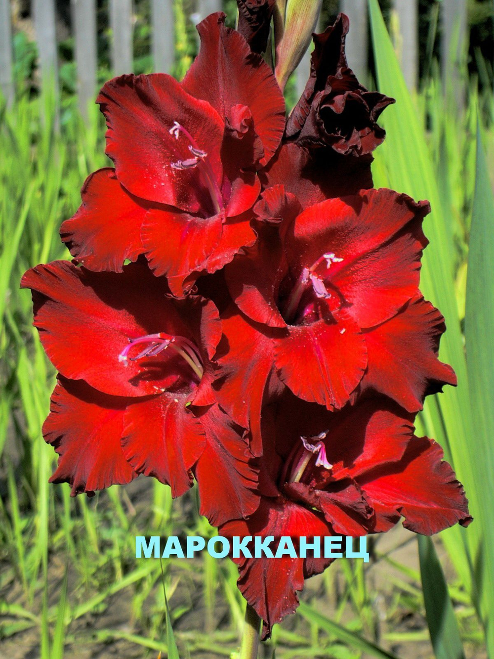 Гладиолус Мароканец 1шт.