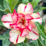 Адениум GONG THONG