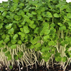 Семена для проращивания репы белой Альба (Гавриш)