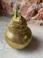 Амариллис луковица - цвет золото