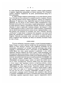 Определители по фауне СССР. Том 13. Ручейники Trichoptera Annulipalpia. Часть 1. | А. Мартынов