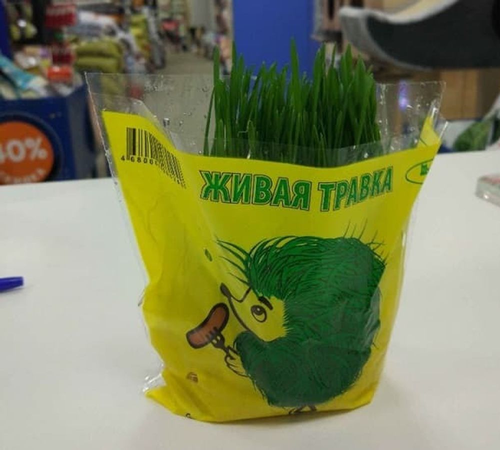 Травка &quot;Ёжик&quot; гидропоника