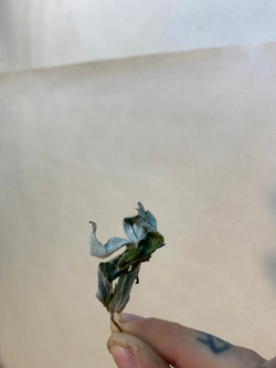 Мята Шоколадница сушёная