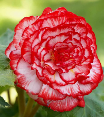 Бегонии клубни март 2026