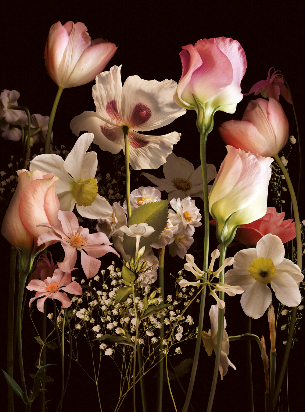 Коллекция Flower Dreams
