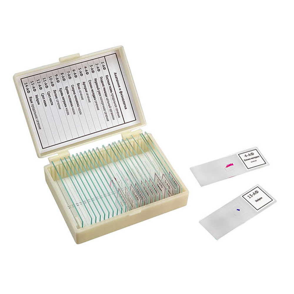 Набор препаратов "Анатомия и физиология" (14 обр.)