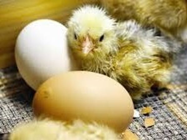 Выведение цыплят в инкубаторе, вопросы и ответы
