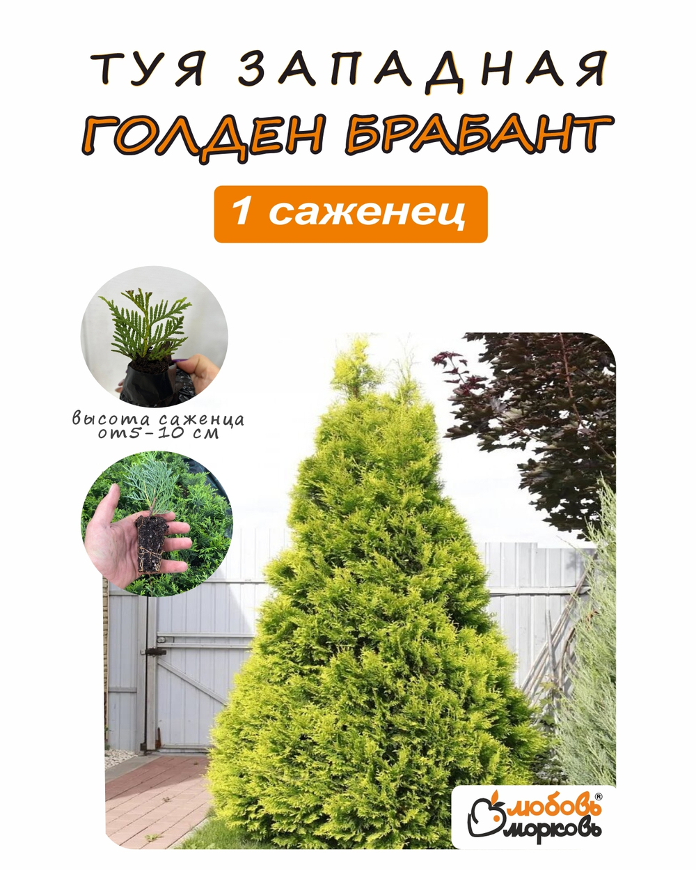 Туя западная Голден Брабант 1шт