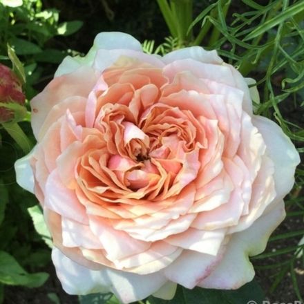 Мария Натали (Maria Natale)