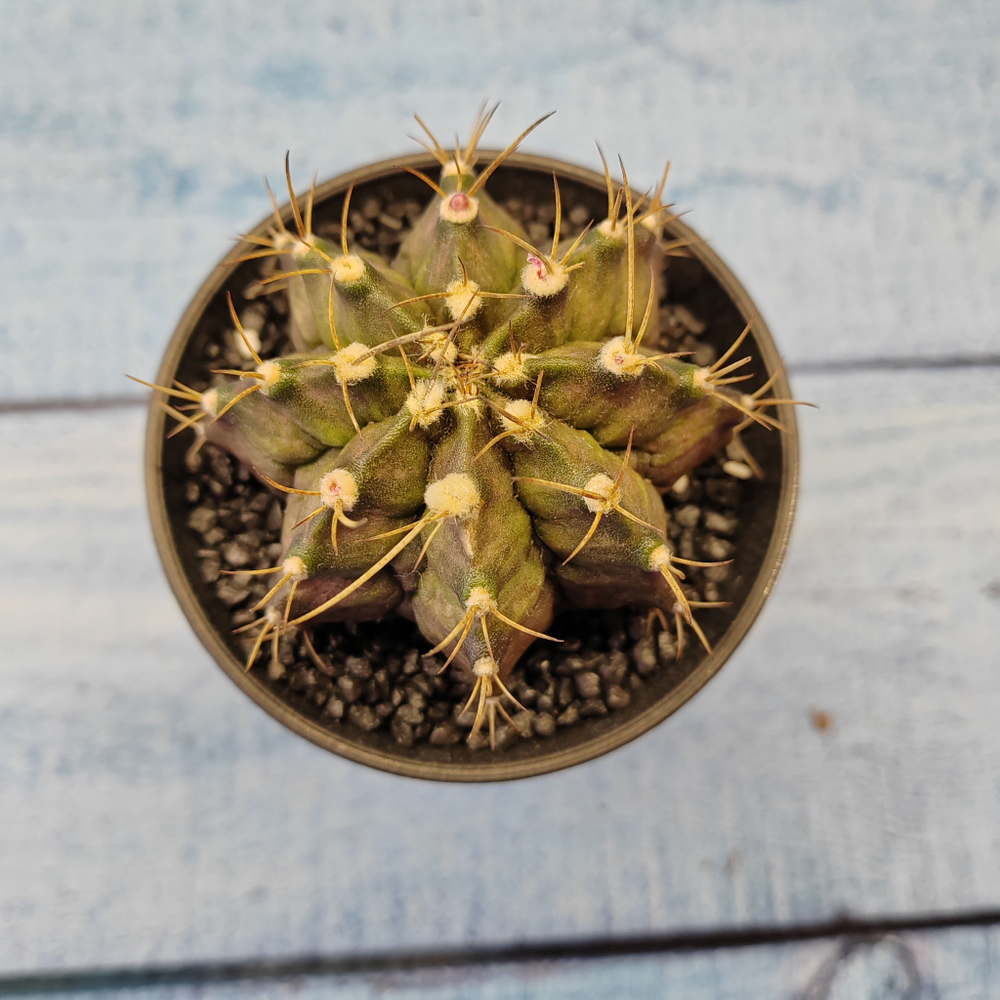 Gymnocalycium T-Rex hybride (Гимнокалициум T-rex)