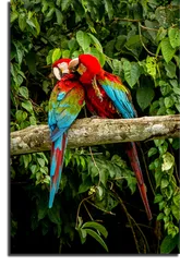 Постер "Красные попугаи Ара"