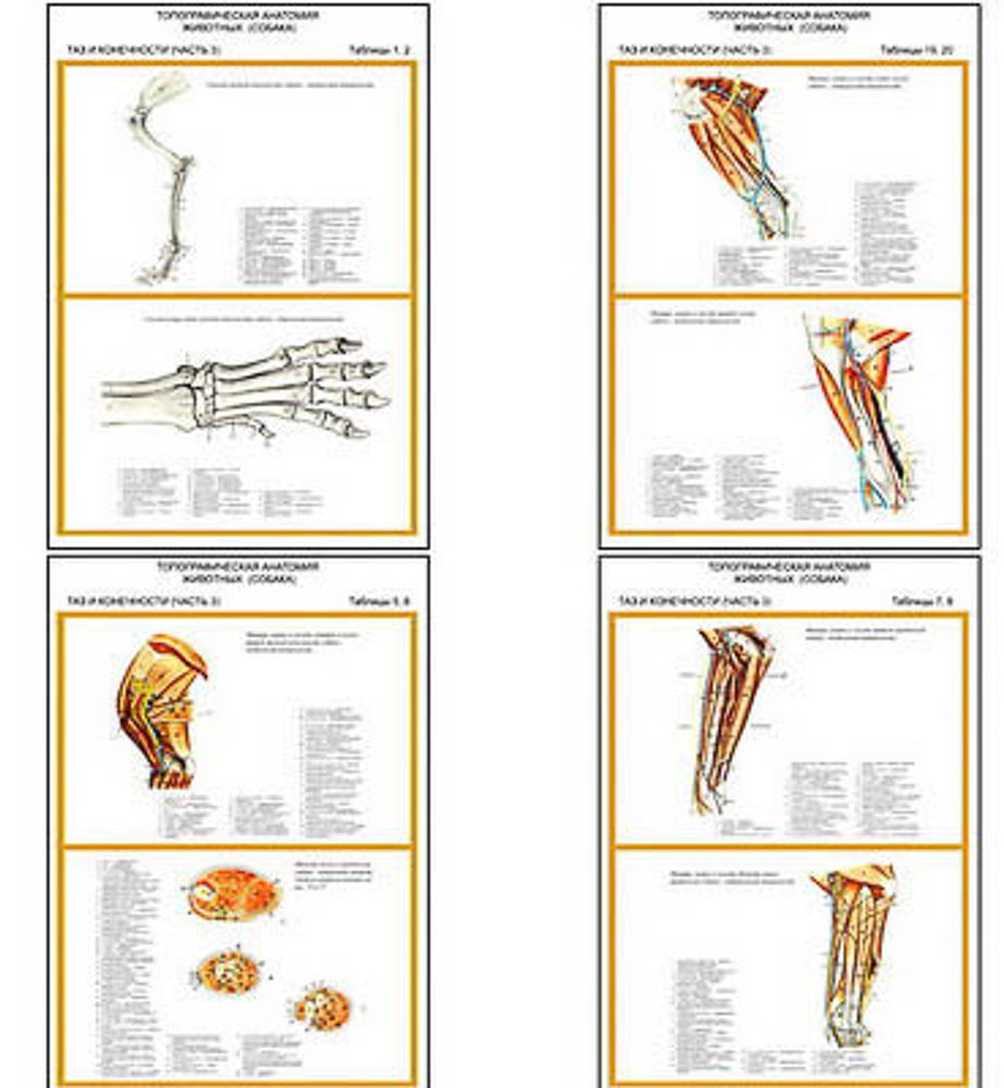 Плакаты ПРОФТЕХ &quot;Топограф. анатомия. Собака. Таз и конеч.&quot; (11 пл, винил, 70х100)
