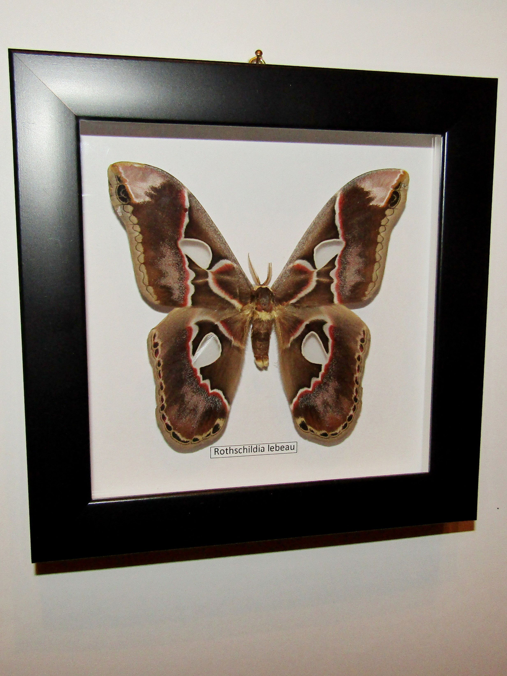 Бабочка Rothschildia lebeau в рамке