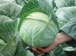 Юниор F1 семена капусты белокочанной (Syngenta / Сингента)