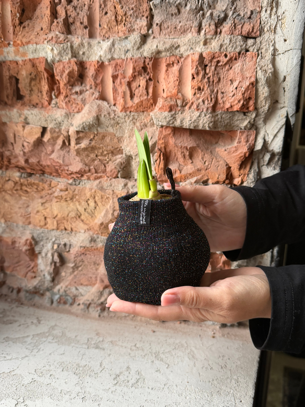 Амариллис луковица - цвет черный блеск в ткани