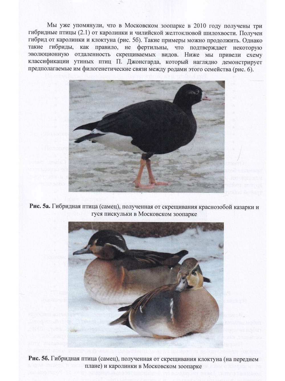 Водоплавающие птицы в природе, зоопарках и на фермах