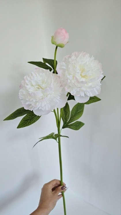 Пион / Арт 2074