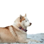 Ошейник регулируемый для собак облегченный "Поларис"