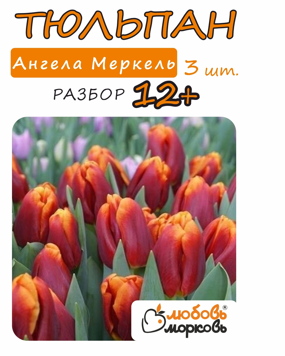 Тюльпан Луковица, Ангела Меркель 3 шт, разбор 12+ (Любовь Морковь)