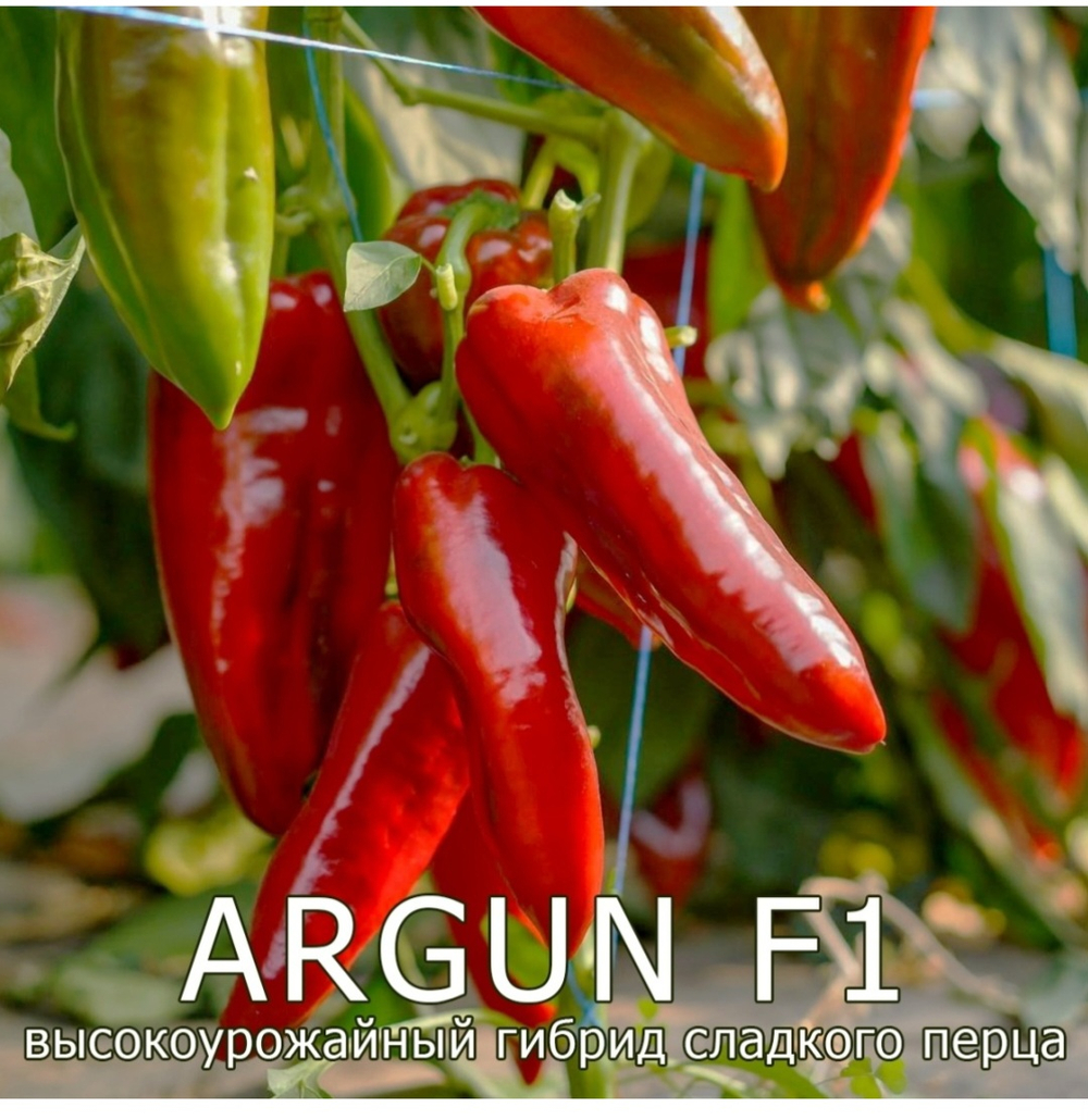 Перец Аргун F1 - Argun F1 1000 семян
