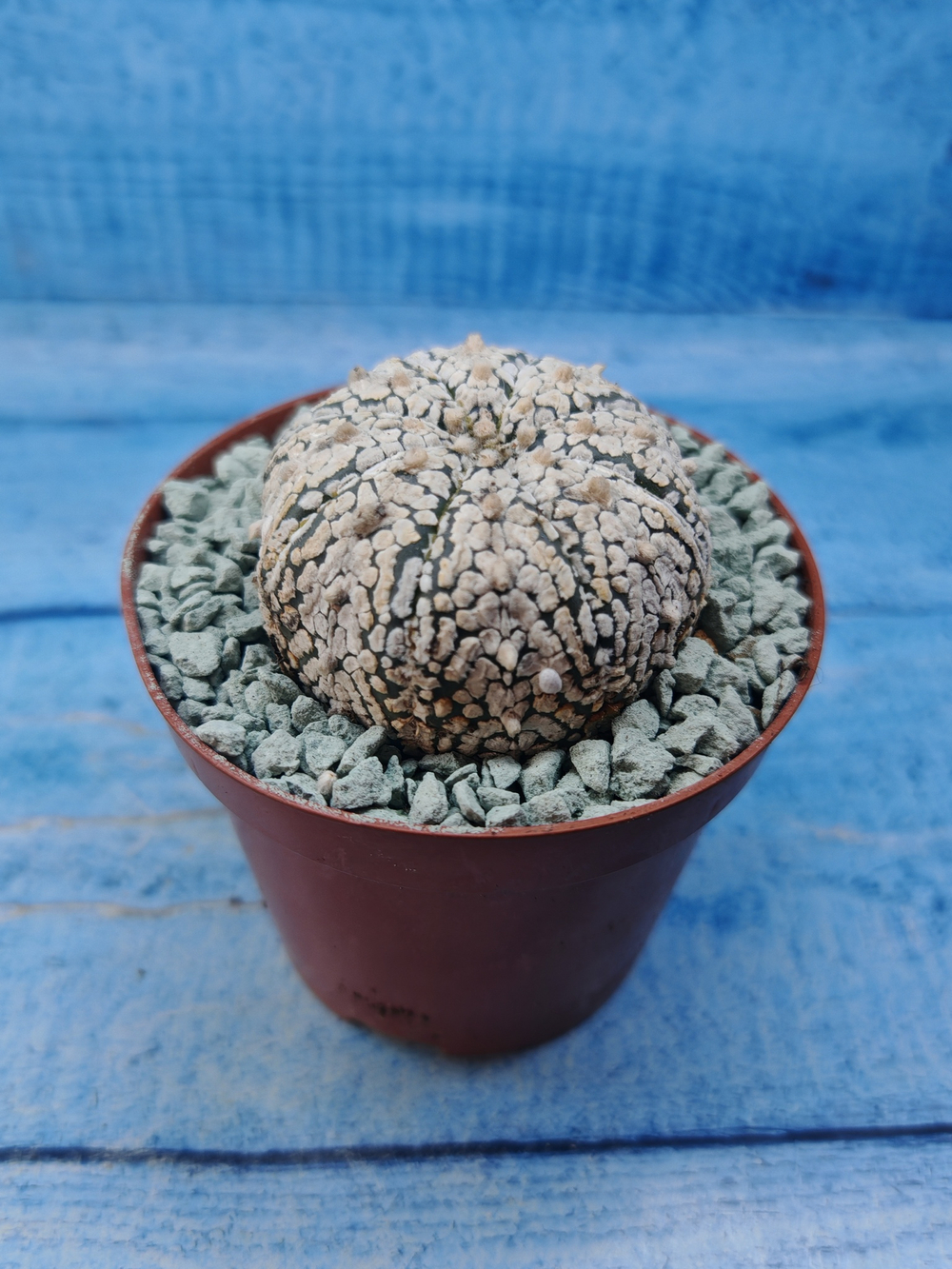 Astrophytum Asterias "Super Kabuto" (Астрофитум)