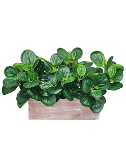 Искусственная Пеперомия зеленая 45см в длинном кашпо