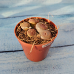 Lithops sp. (Литопсы)