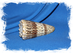 Conus imperialis