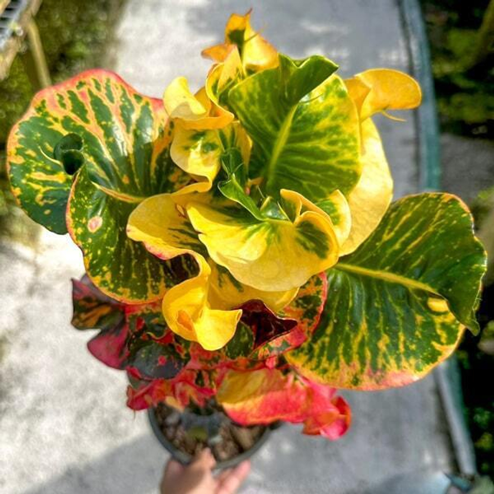 Кротон SAVARAN (V44)