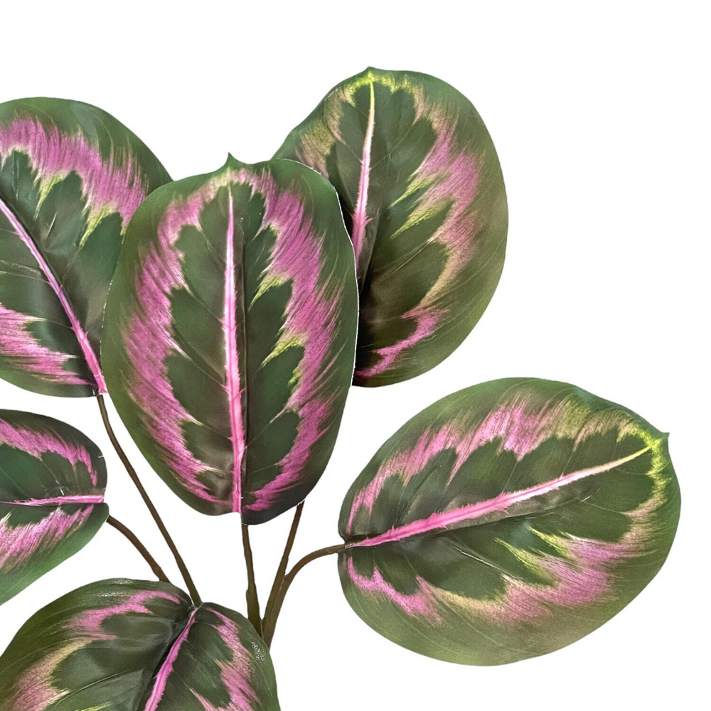 Калатея макоя с корнем 60 см