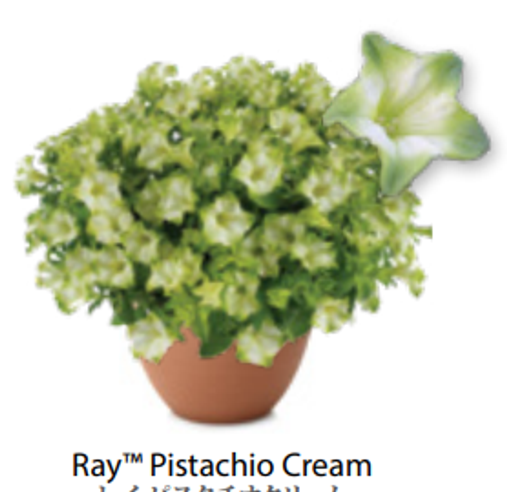 ЕВРО Петуния Ray Pistachio Cream Imp ОКС укорененные черенки 15-20 февраля