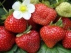 Земляничная пора : от посадки до урожая. Часть 4.