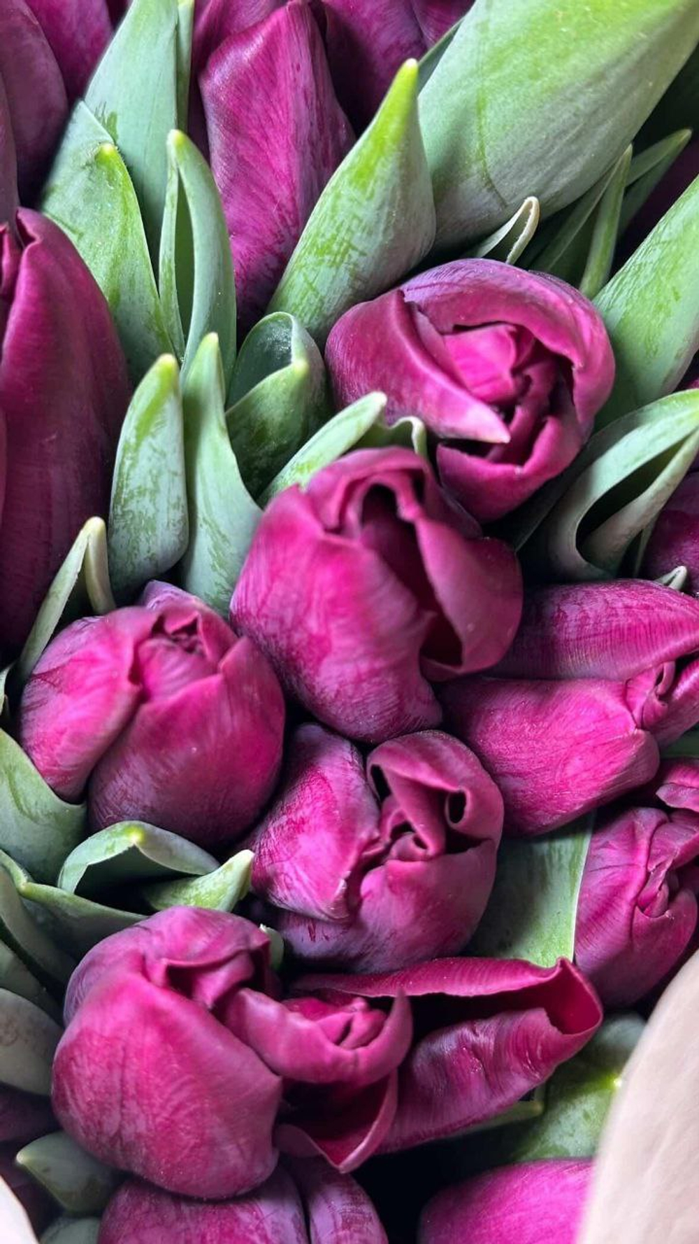 17 тюльпанов в упаковке из фоамирана (выбор цвета)