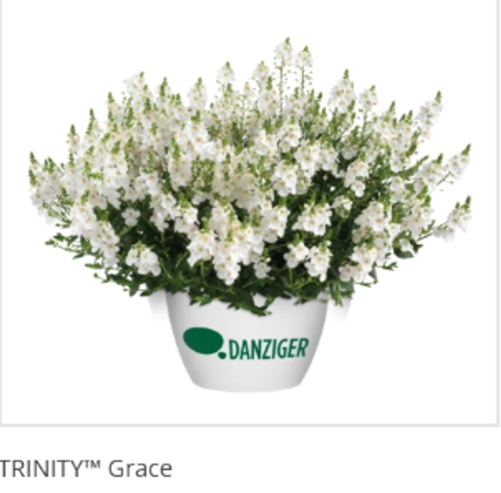ЕВРО Диасция Trinity Grace укорененный ЕВРО черенок НАЧАЛО ЯНВАРЯ поставка 5