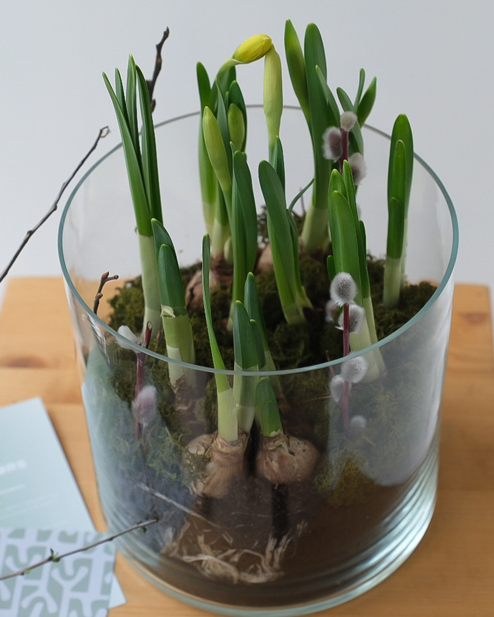 Нарциссы в луковицах в стеклянной вазе