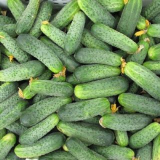 Огурец Аякс F1 50 (семян)