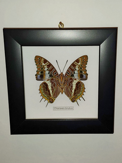 Бабочка Charaxes brutus в рамке