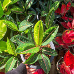 Аглаонема KU BANGLANG NEW